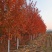 金叶榆造型树.多捧金叶榆.金叶榆景观树规格全一站式采购