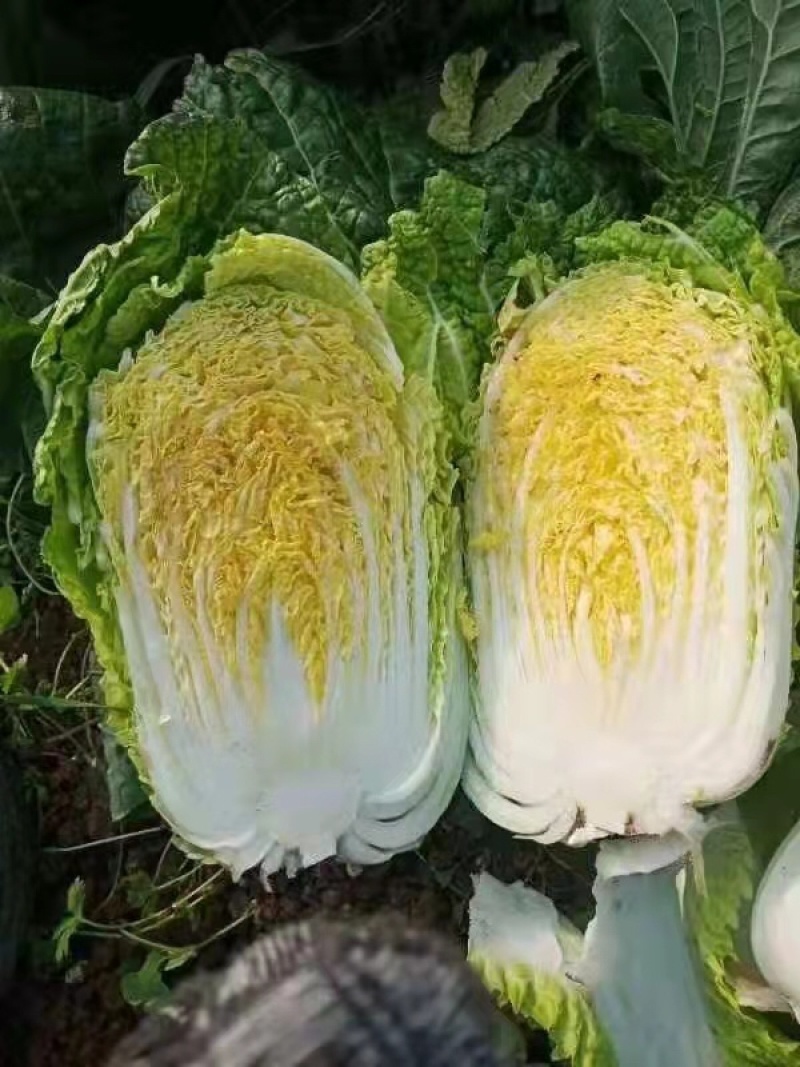 湖北大白菜黄心，青杂产地直发一手货源质量保证