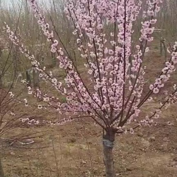 榆叶梅，河南鄢陵货源6～12公分有货，有需要的老板联系