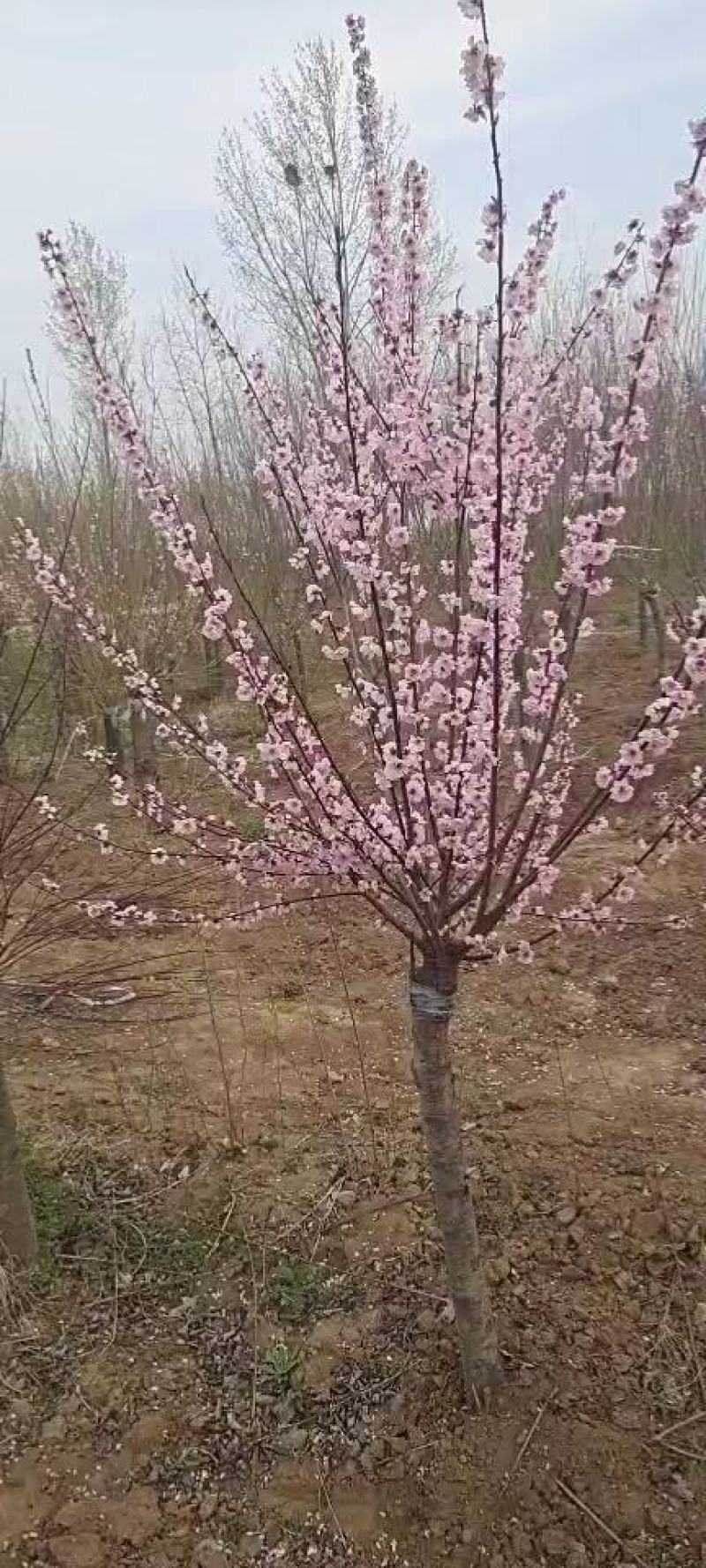榆叶梅，河南鄢陵货源6～12公分有货，有需要的老板联系