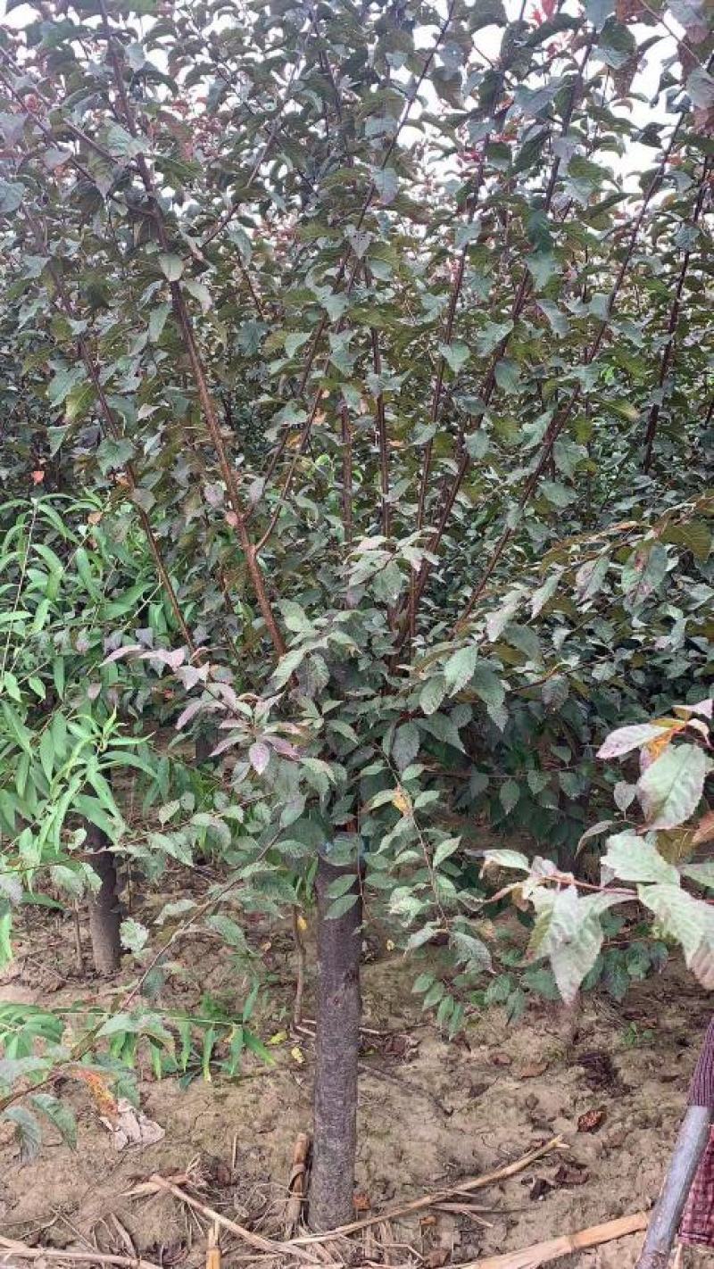 榆叶梅，河南鄢陵货源6～12公分有货，有需要的老板联系