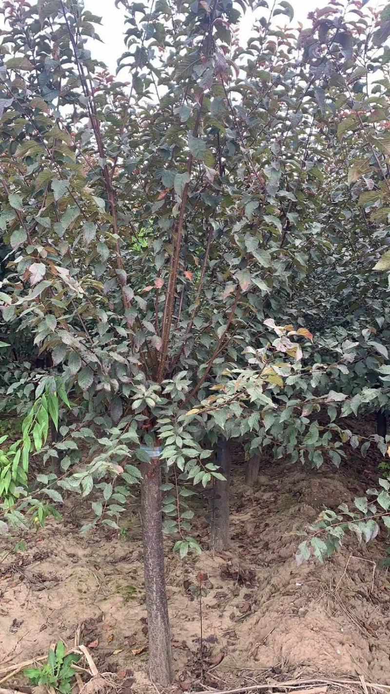 榆叶梅，河南鄢陵货源6～12公分有货，有需要的老板联系