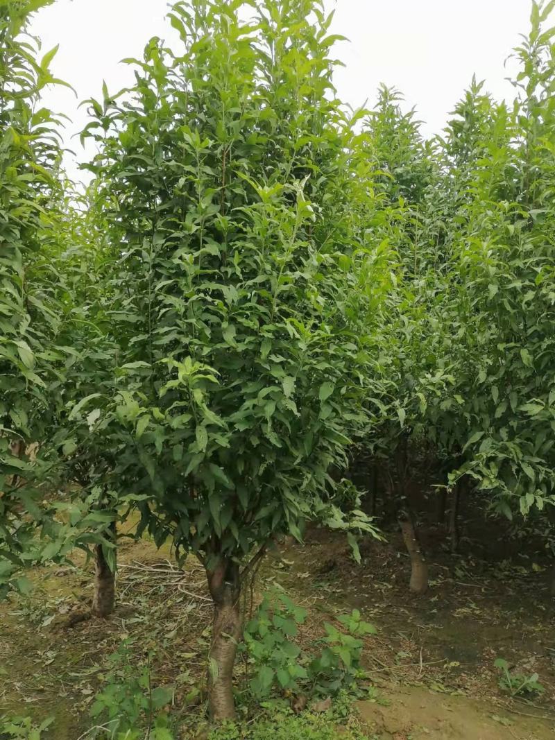 龙柱碧桃～6～12公分，有需要老板联系，