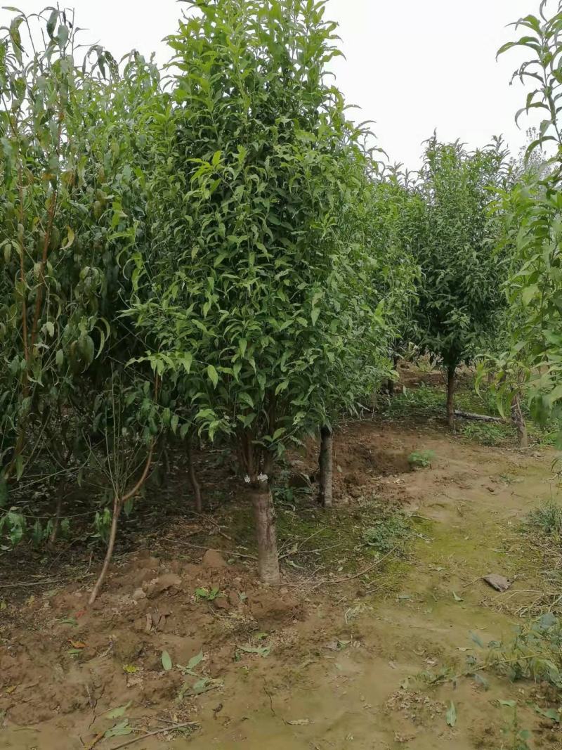 龙柱碧桃～6～12公分，有需要老板联系，