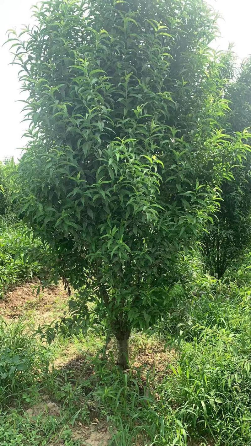 龙柱碧桃～6～12公分，有需要老板联系，