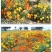 硫华菊种子硫化菊花种籽子黄秋英黄波斯菊四季开花花籽花种子