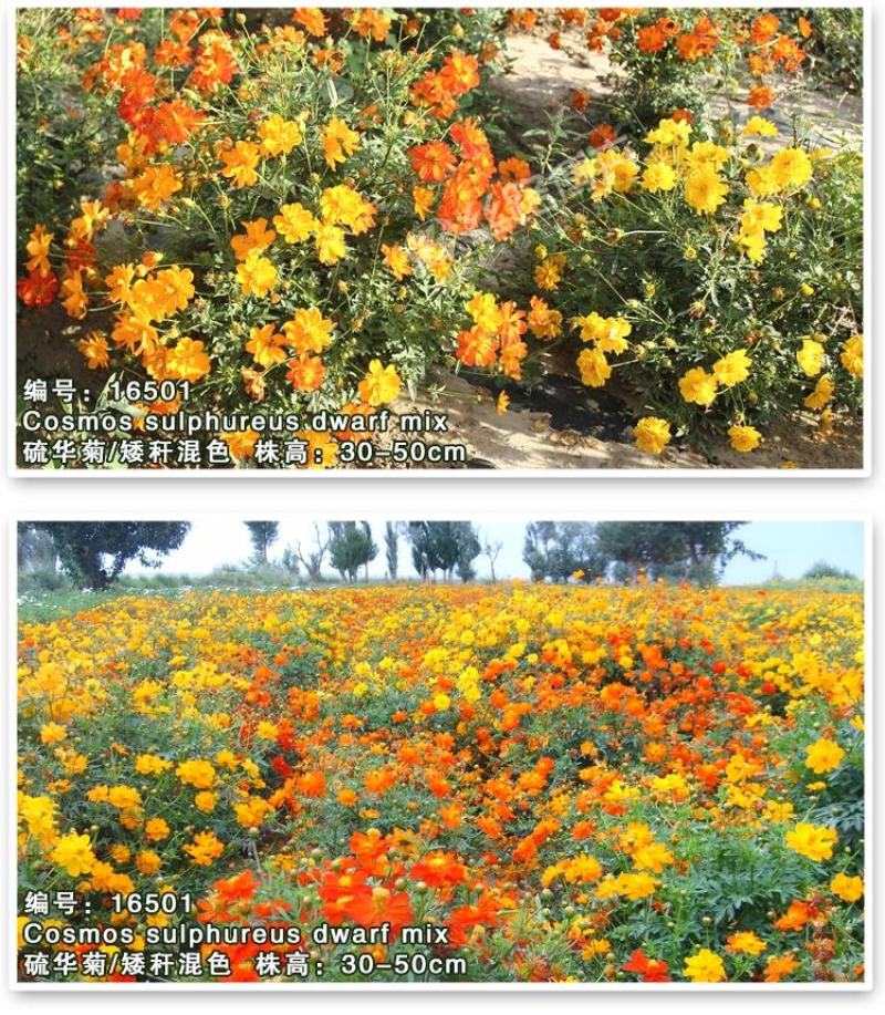 硫华菊种子硫化菊花种籽子黄秋英黄波斯菊四季开花花籽花种子