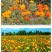 硫华菊种子硫化菊花种籽子黄秋英黄波斯菊四季开花花籽花种子