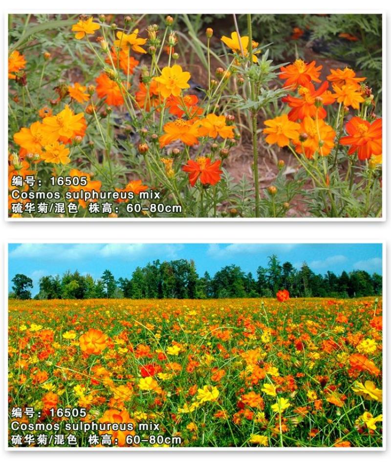 硫华菊种子硫化菊花种籽子黄秋英黄波斯菊四季开花花籽花种子