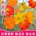 硫华菊种子硫化菊花种籽子黄秋英黄波斯菊四季开花花籽花种子