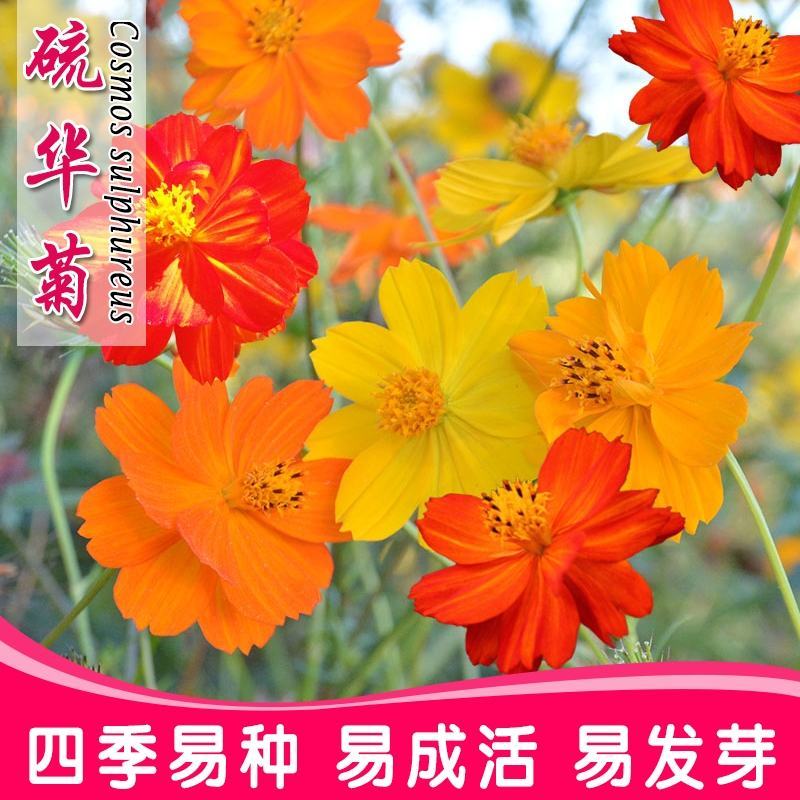 硫华菊种子硫化菊花种籽子黄秋英黄波斯菊四季开花花籽花种子
