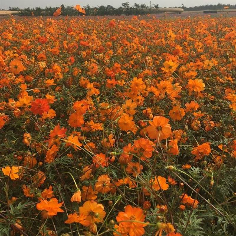 硫华菊种子硫化菊花种籽子黄秋英黄波斯菊四季开花花籽花种子