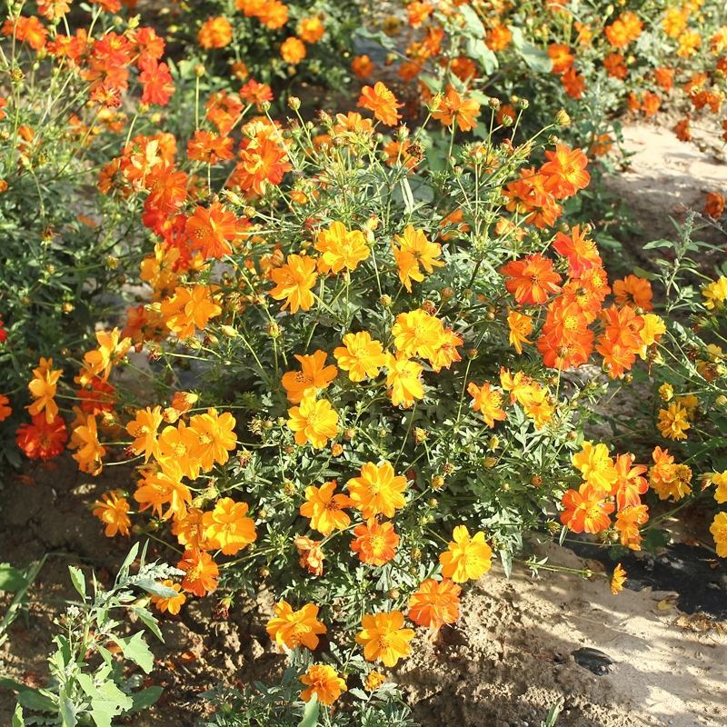 硫华菊种子硫化菊花种籽子黄秋英黄波斯菊四季开花花籽花种子