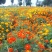 硫华菊种子硫化菊花种籽子黄秋英黄波斯菊四季开花花籽花种子