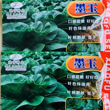 晓富墨玉青梗菜种子大头束腰青菜耐热耐雨口感甜嫩菜种子