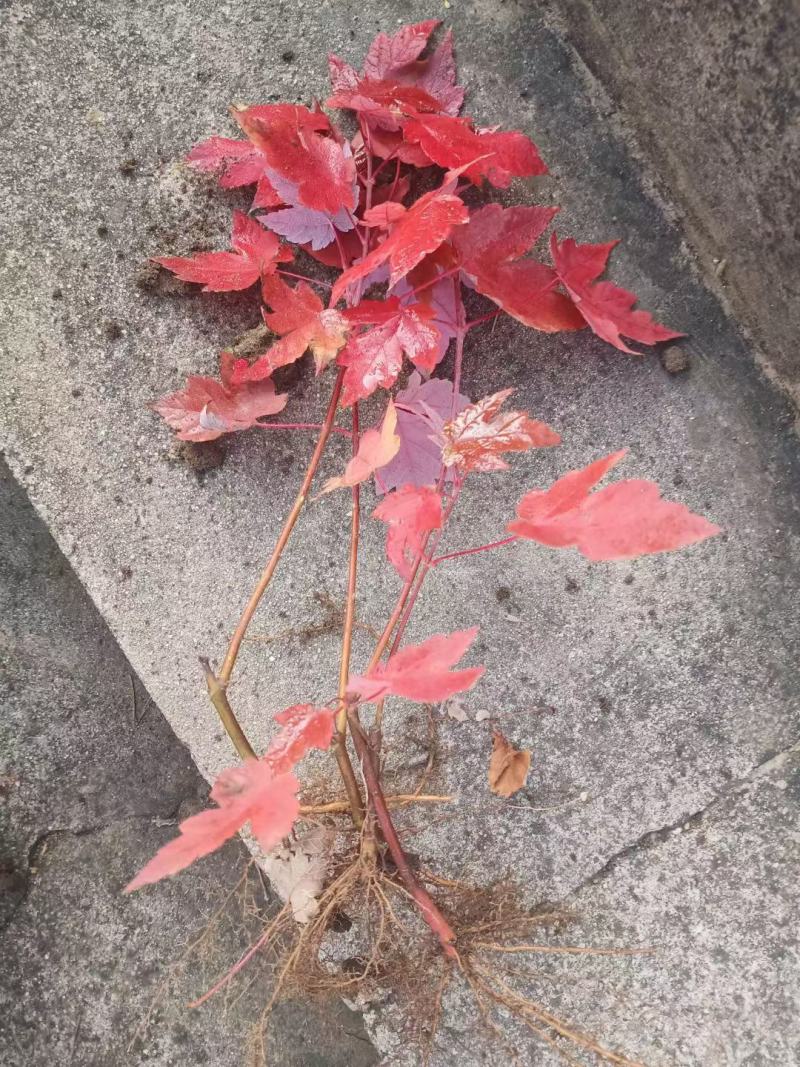 珍珠梅小苗东北耐寒珍珠梅耐寒绿化建圃小苗量大优惠