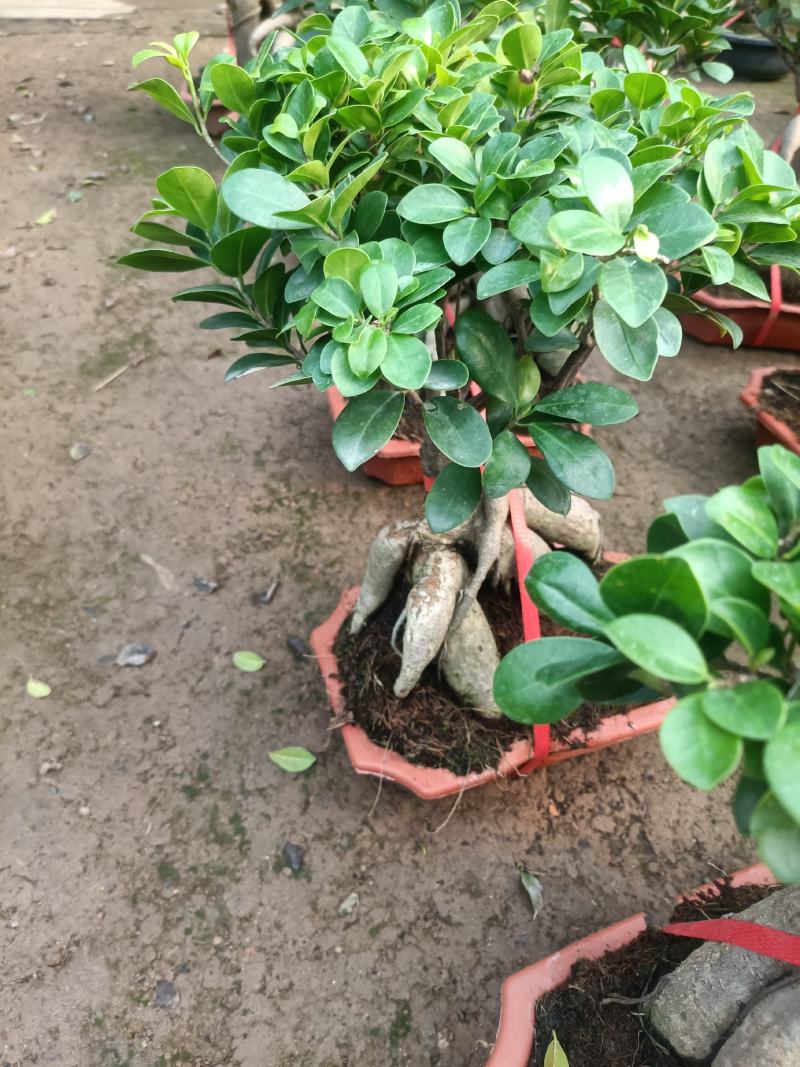 榕树盆景四季常青耐旱耐寒懒人盆栽