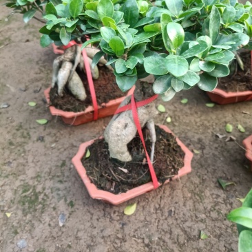 榕树盆景四季常青耐旱耐寒懒人盆栽