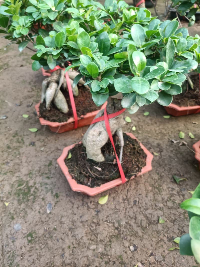 榕树盆景四季常青耐旱耐寒懒人盆栽