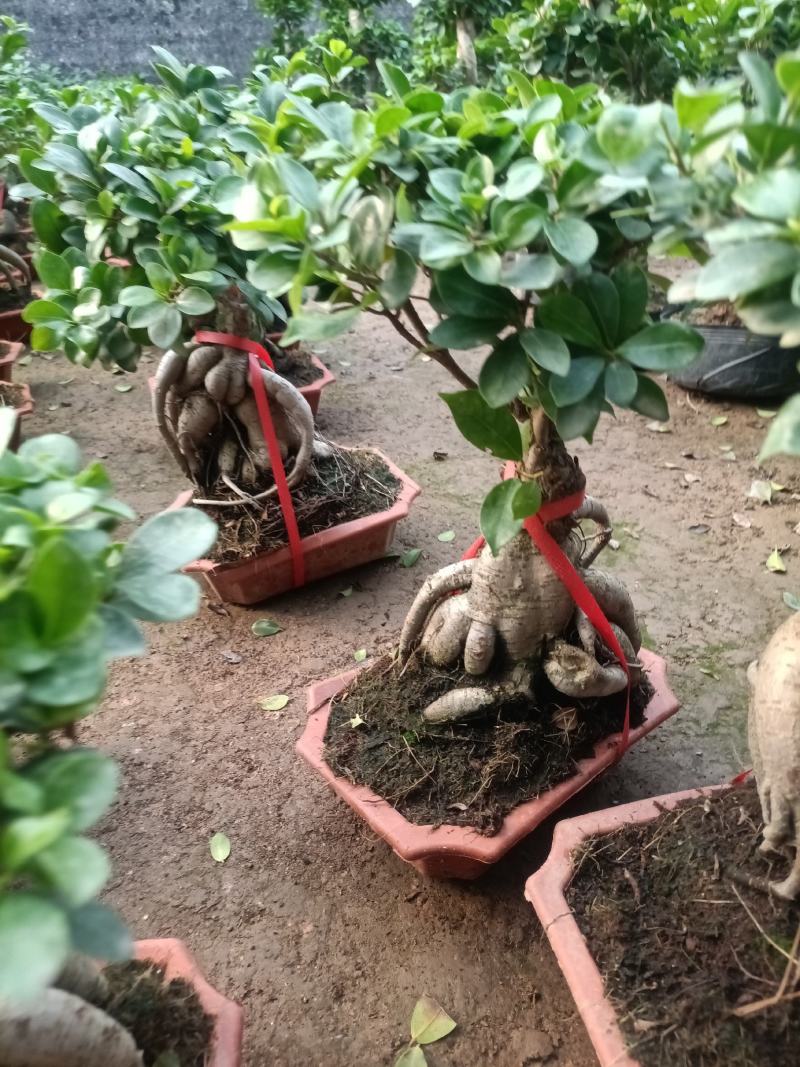 榕树盆景四季常青耐旱耐寒懒人盆栽