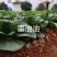 晓富墨油油青梗菜种子油绿束腰纤维少油菜种子不拔节