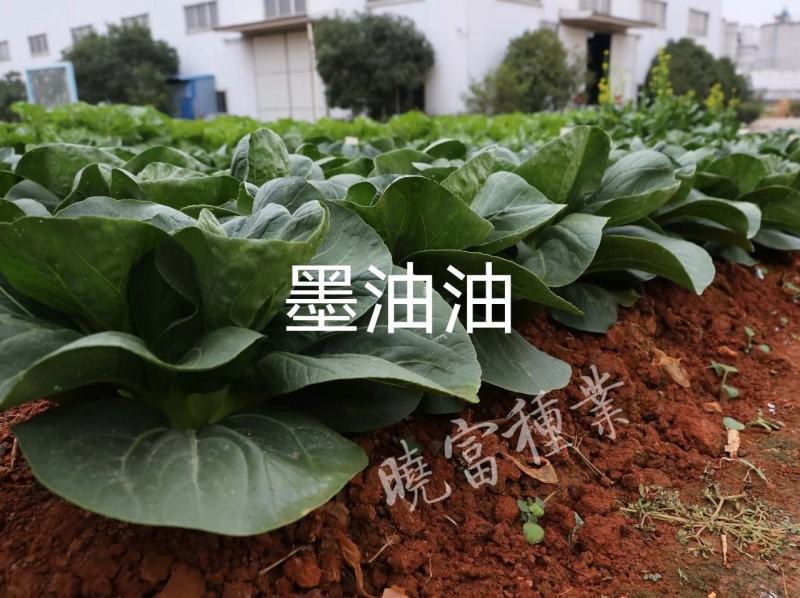 晓富墨油油青梗菜种子油绿束腰纤维少油菜种子不拔节