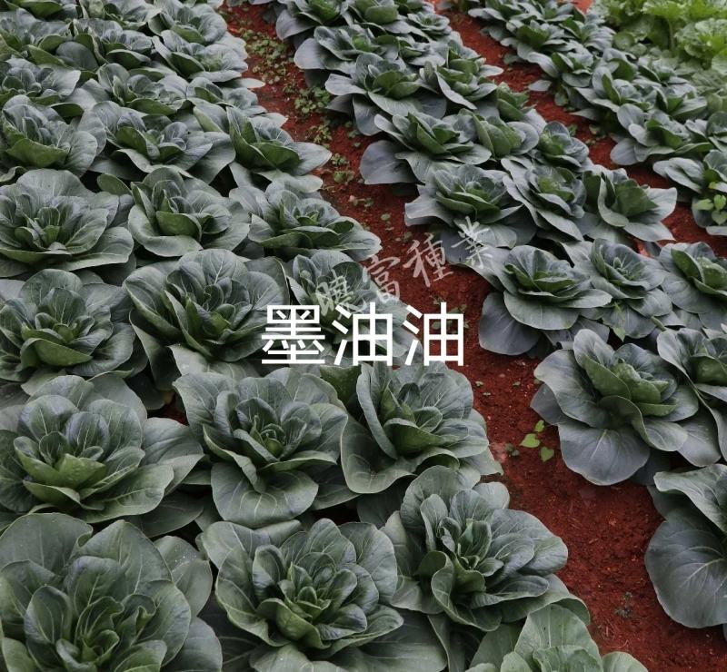 晓富墨油油青梗菜种子油绿束腰纤维少油菜种子不拔节