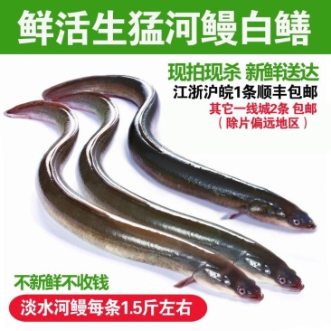 淡水河鳗新鲜活鳗鱼鲜活现杀河鳗白鳝白鳗1.5斤左右/