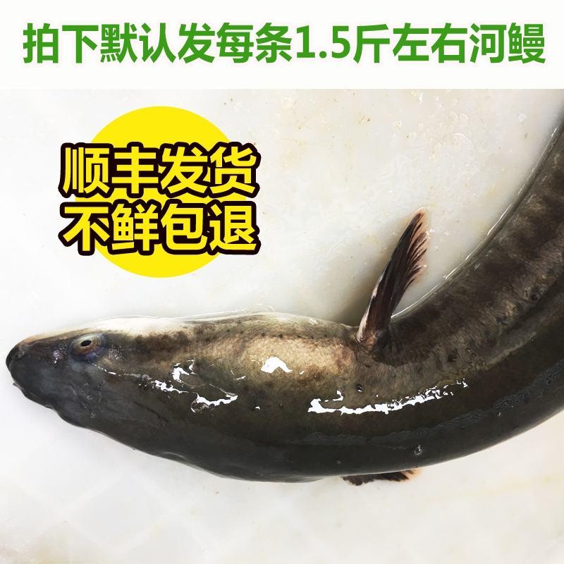淡水河鳗新鲜活鳗鱼鲜活现杀河鳗白鳝白鳗1.5斤左右/