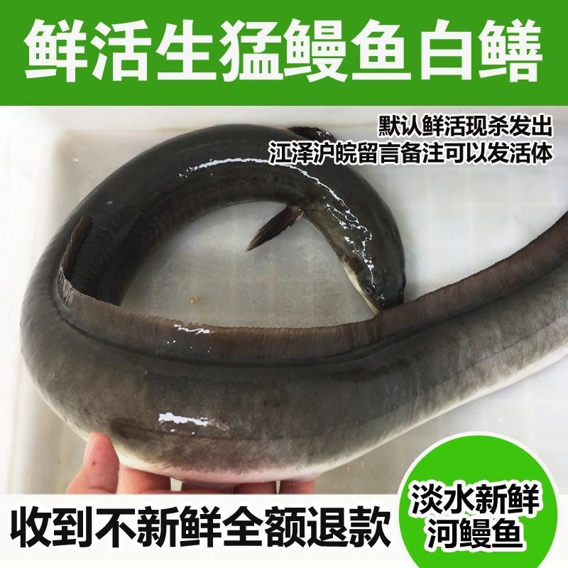 淡水河鳗新鲜活鳗鱼鲜活现杀河鳗白鳝白鳗1.5斤左右/