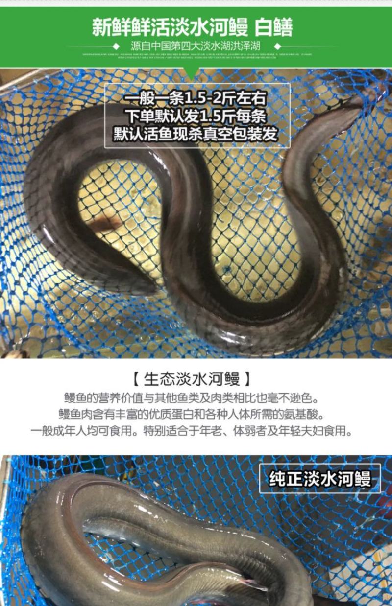 淡水河鳗新鲜活鳗鱼鲜活现杀河鳗白鳝白鳗1.5斤左右/