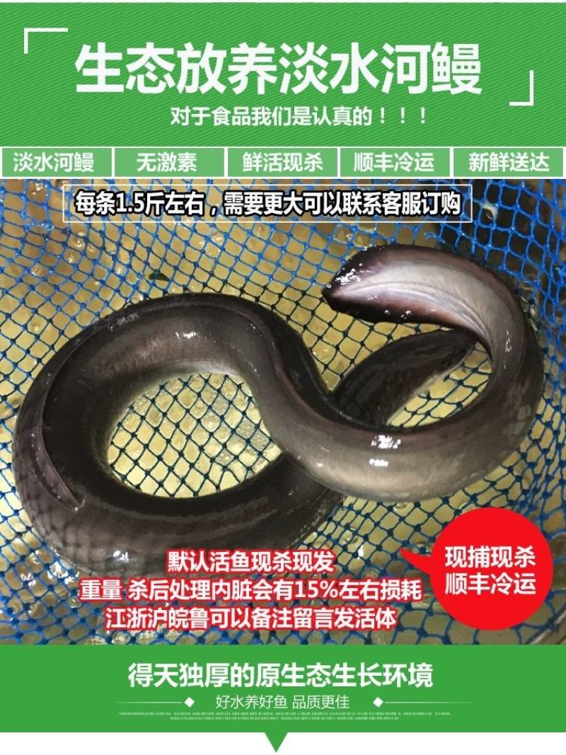淡水河鳗新鲜活鳗鱼鲜活现杀河鳗白鳝白鳗1.5斤左右/