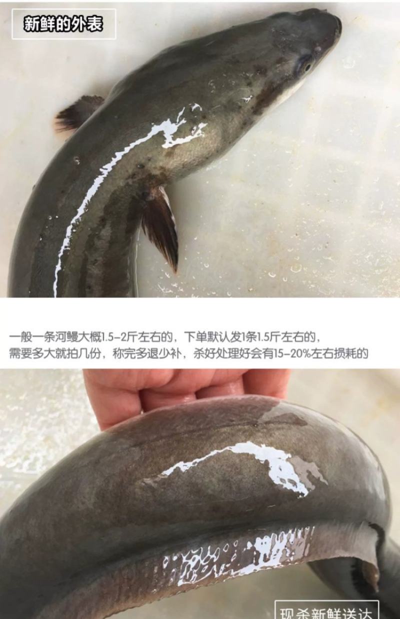 淡水河鳗新鲜活鳗鱼鲜活现杀河鳗白鳝白鳗1.5斤左右/