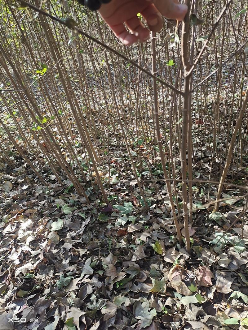 三角枫，规格齐全，价格优惠，欢迎各界花木商前来选购！