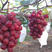 浪漫红颜葡萄苗保证品种包成活包结果支持技术指导