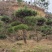 莱芜造型松15公分造型黑松造型油松迎客松质优价廉