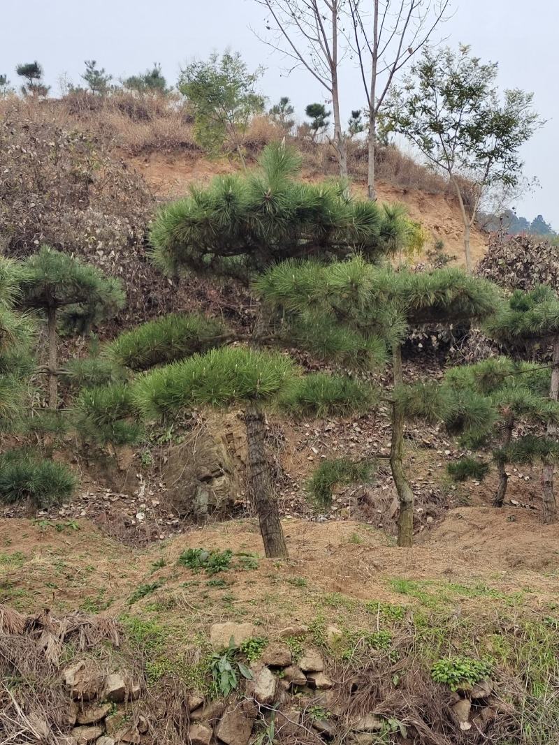 莱芜造型松15公分造型黑松造型油松迎客松质优价廉