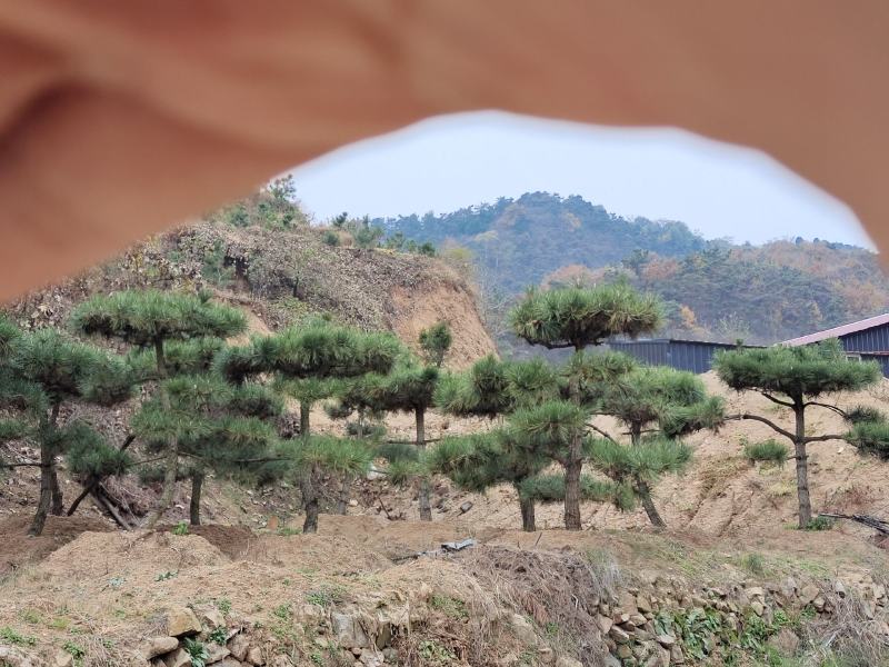 莱芜造型松15公分造型黑松造型油松迎客松质优价廉