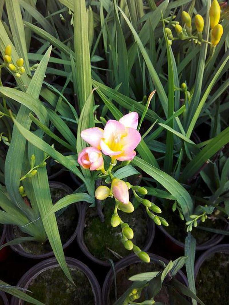 进口香雪兰种球小苍兰盆栽室内外花卉四季易种多年生开花植物