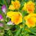 进口香雪兰种球小苍兰盆栽室内外花卉四季易种多年生开花植物