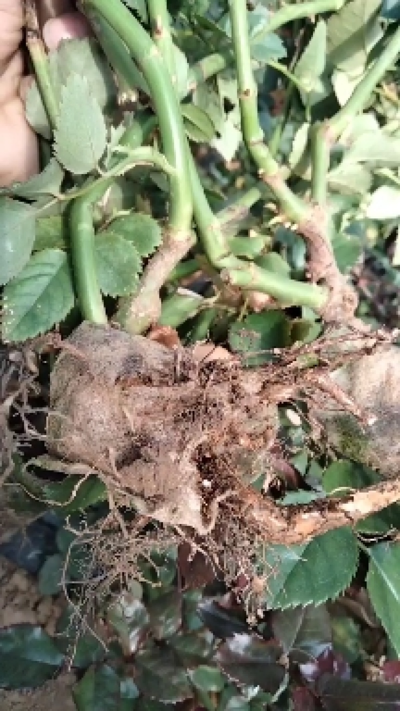 云南精选玫瑰老桩，老根，现挖现卖，盆栽工程绿化