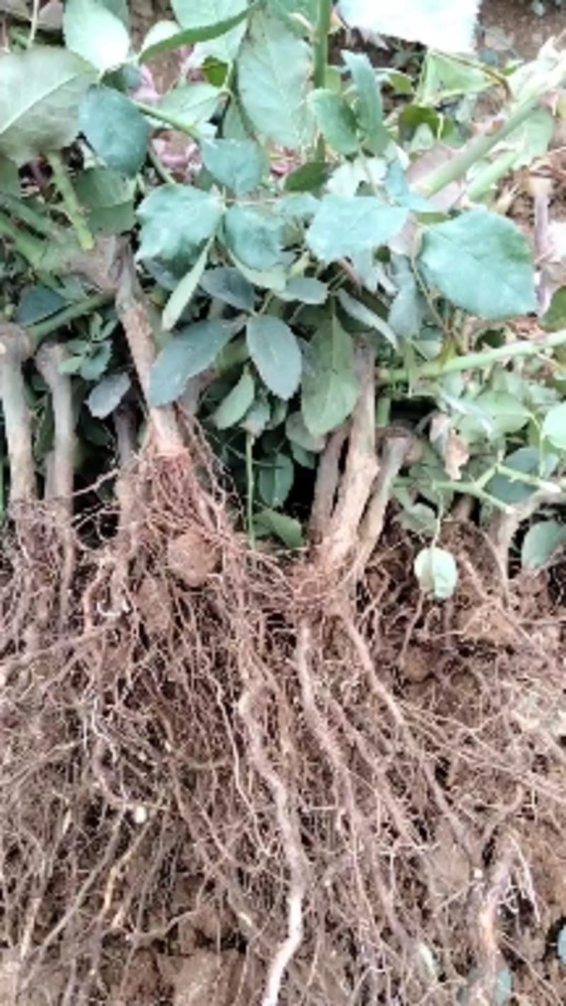 云南精选玫瑰老桩，老根，现挖现卖，盆栽工程绿化