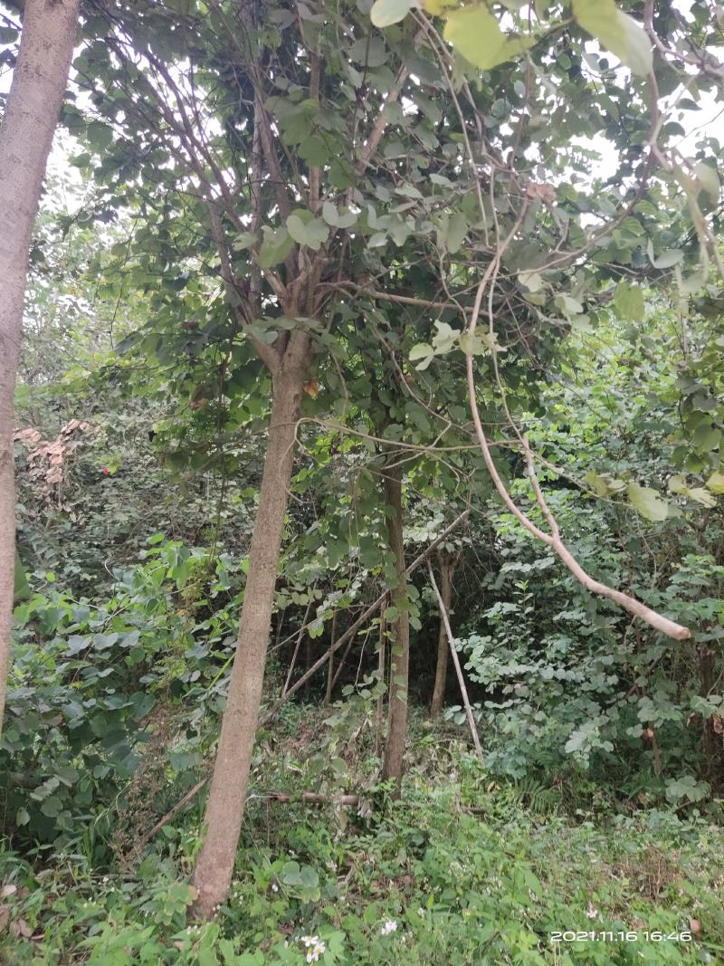宫粉紫荆