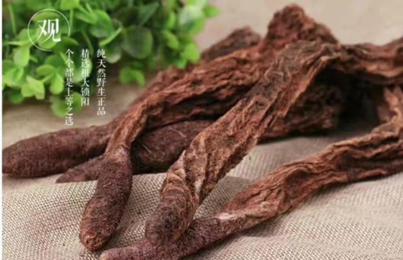 新疆沙漠自然生长肉苁蓉，量大从优，欢迎生产销售企业洽谈