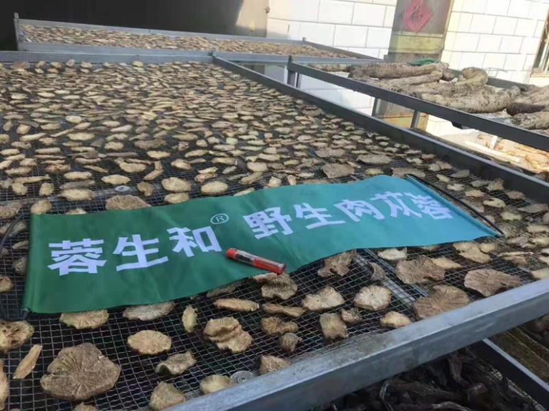 新疆沙漠自然生长肉苁蓉，量大从优，欢迎生产销售企业洽谈