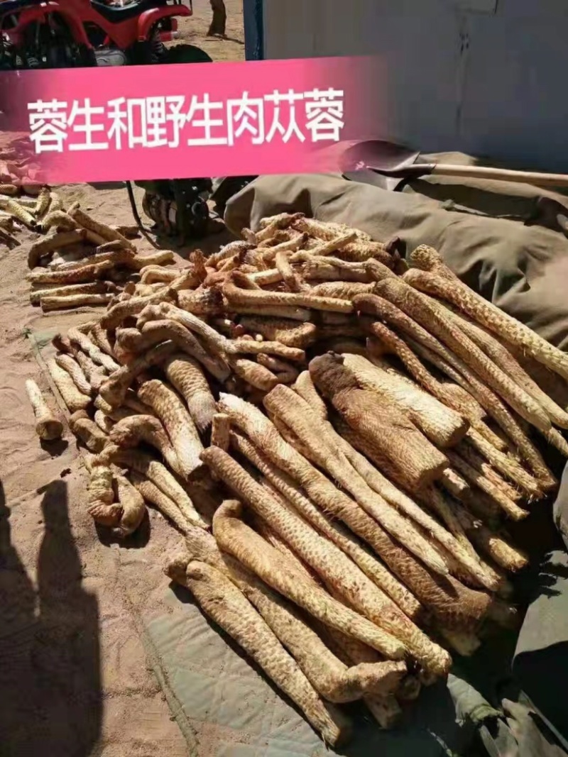 新疆沙漠自然生长肉苁蓉，量大从优，欢迎生产销售企业洽谈