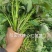 哈密红薯苗冰糖心红薯苗哈蜜红薯苗玛莎莉红薯苗地瓜苗