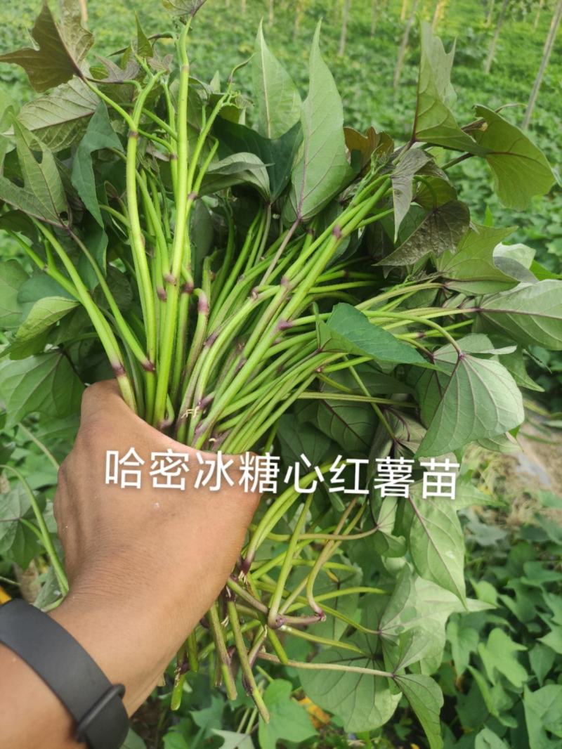 哈密红薯苗冰糖心红薯苗哈蜜红薯苗玛莎莉红薯苗地瓜苗