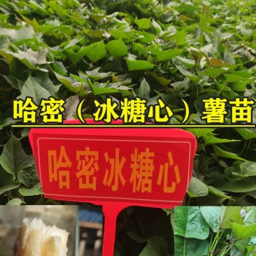 哈密红薯苗冰糖心红薯苗哈蜜红薯苗玛莎莉红薯苗地瓜苗