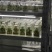 哈密红薯苗冰糖心红薯苗哈蜜红薯苗玛莎莉红薯苗地瓜苗